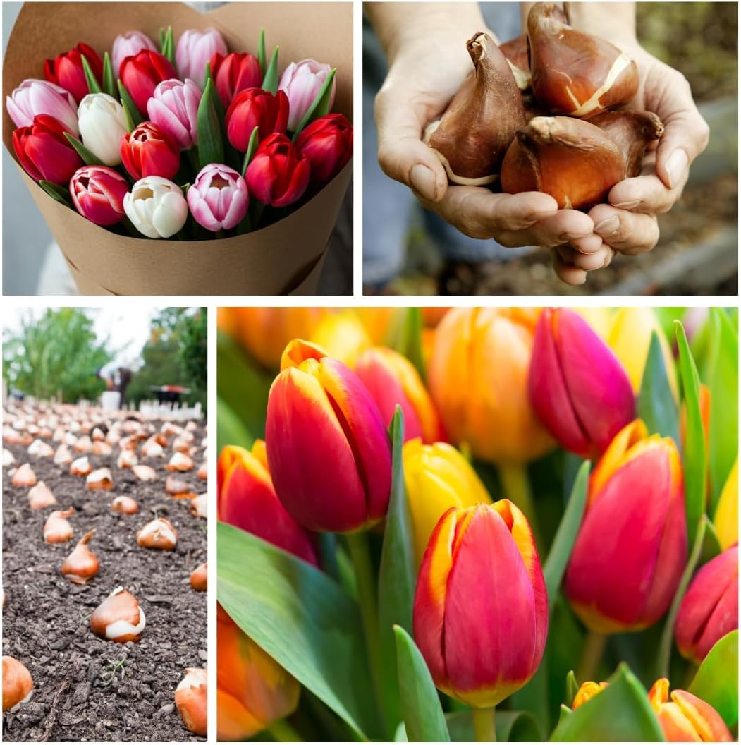 Plantar Tulipanes. Bulbo De Tulipán Para Sembrar Tulipanes