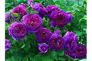 Peggy Martin Purple Climbing Rose Seeds for Abundant Blooms