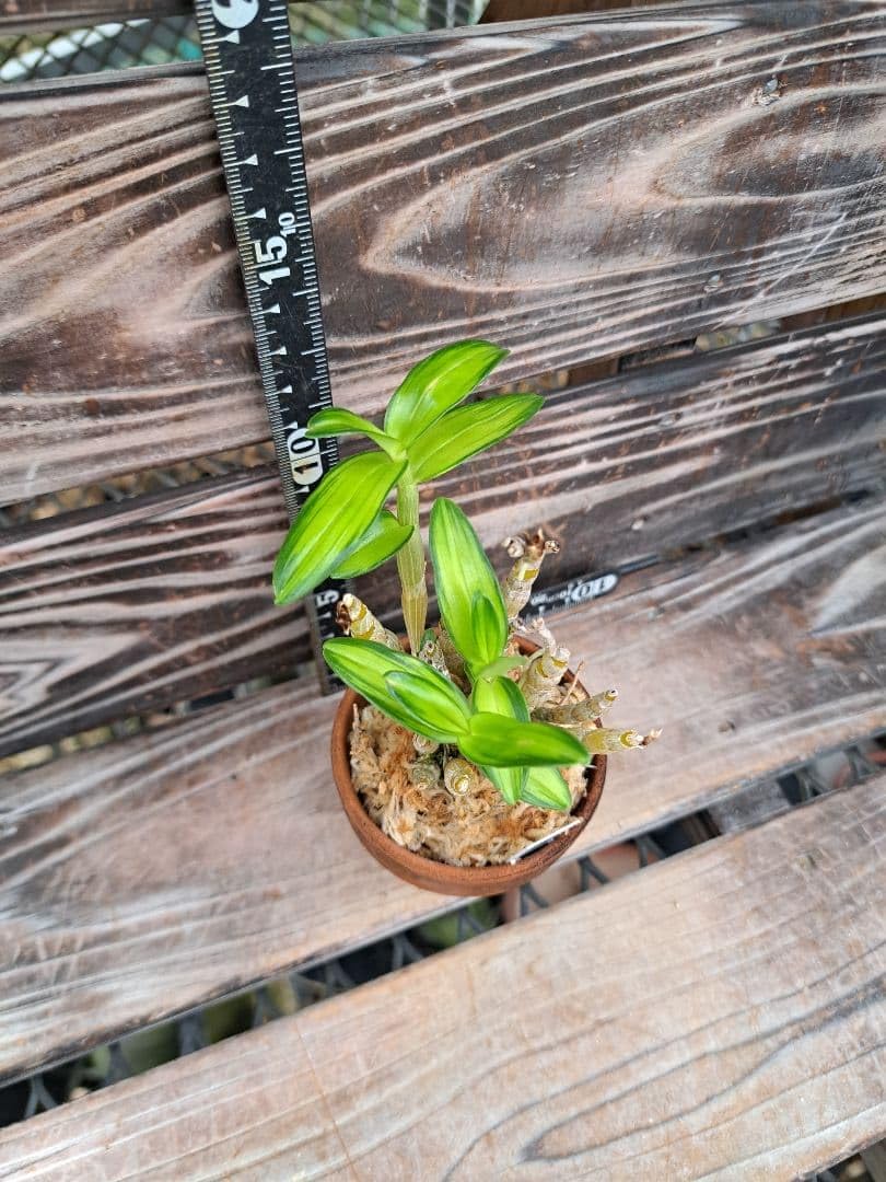 Amazon｜金玉殿 長生蘭 石斛 せっこく セッコ 植物 インテリア 観葉