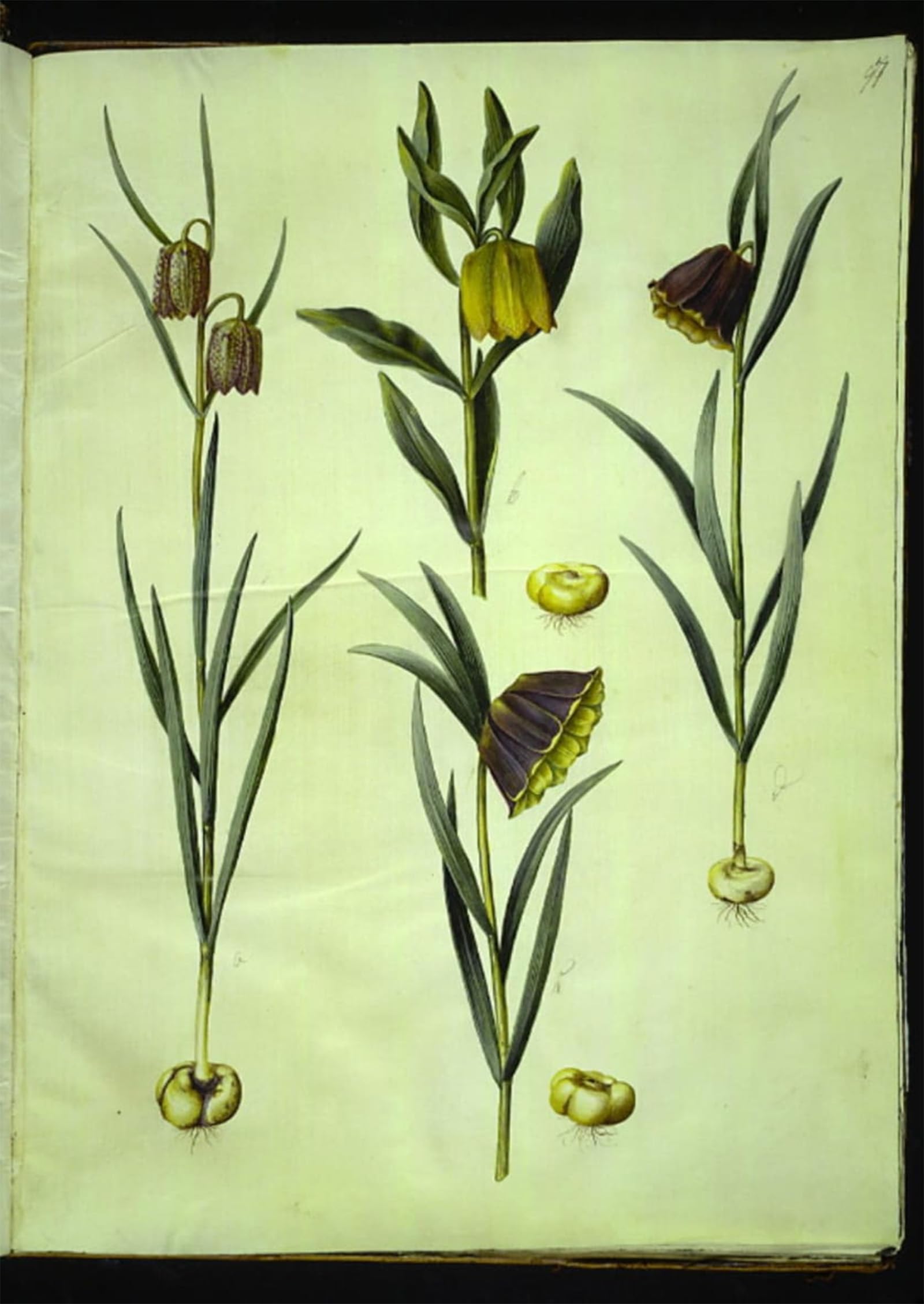 ARTXLXXBN Famous Art Print Poster Vintage Wall Art Fritillaria Meleagris by Hans Simon Holtzbecker Canvas Art Poster for Home Decor 60x90cm