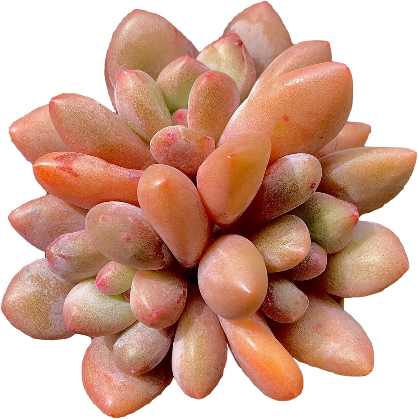 xPachyveria Elaine Rare Live Succulent Plants, Cluster Pot Size 4.7" Pink Live Plant, Excludes Pot & Soil, Garden Indoor Office Desk, Wedding Party Baby Shower Decor, Gift for Plant Enthusiasts
