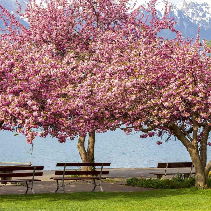 Double Pink Cherry Blossom Tree Live Plant 2-3 Ft, Flowering Cherry Tree for Outdoor Garden, Ornamental Vibrant Bloom Tree for Yard, Landscape or Garden Planting, 3 Gallon Pot, No Ship to CA