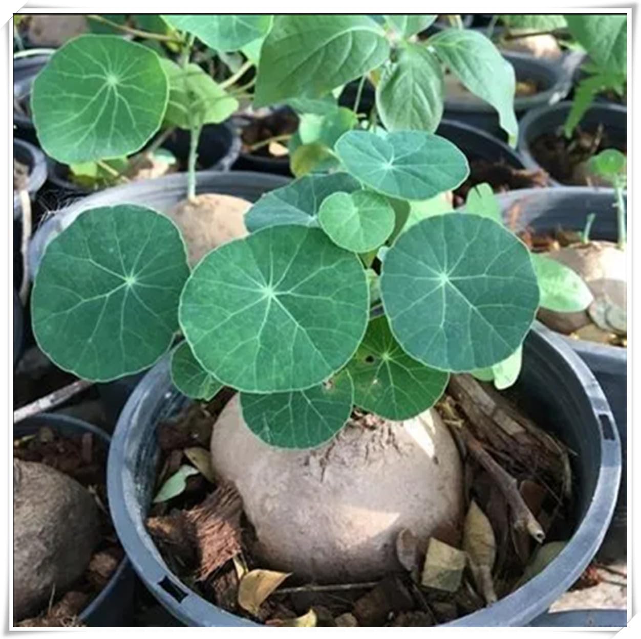 Excellent Display,Flowering Rhizome, Stephania erecta Bulb, Stephania erecta Plant-3 Bulb-J