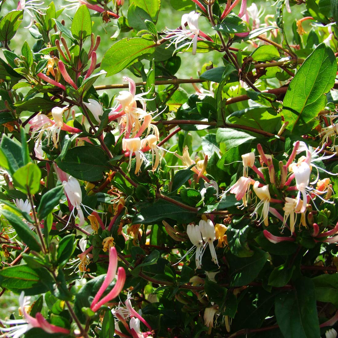 Lonicera Japonica Red World Honeysuckle Pot 50-60 cm : Amazon.com.be: Garden