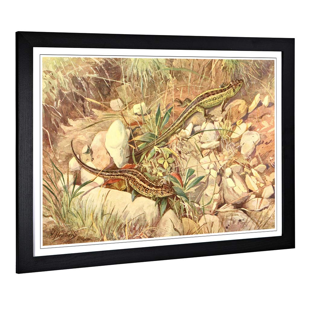 Big Box Art Framed Print of Vintage Heubach. Walter Sand Lizard Design | Wall Art Picture | Home Decor for Kitchen, Living Room, Bedroom, Hallway, Black, A2 / 24.5x18 Inch / 62x45cm