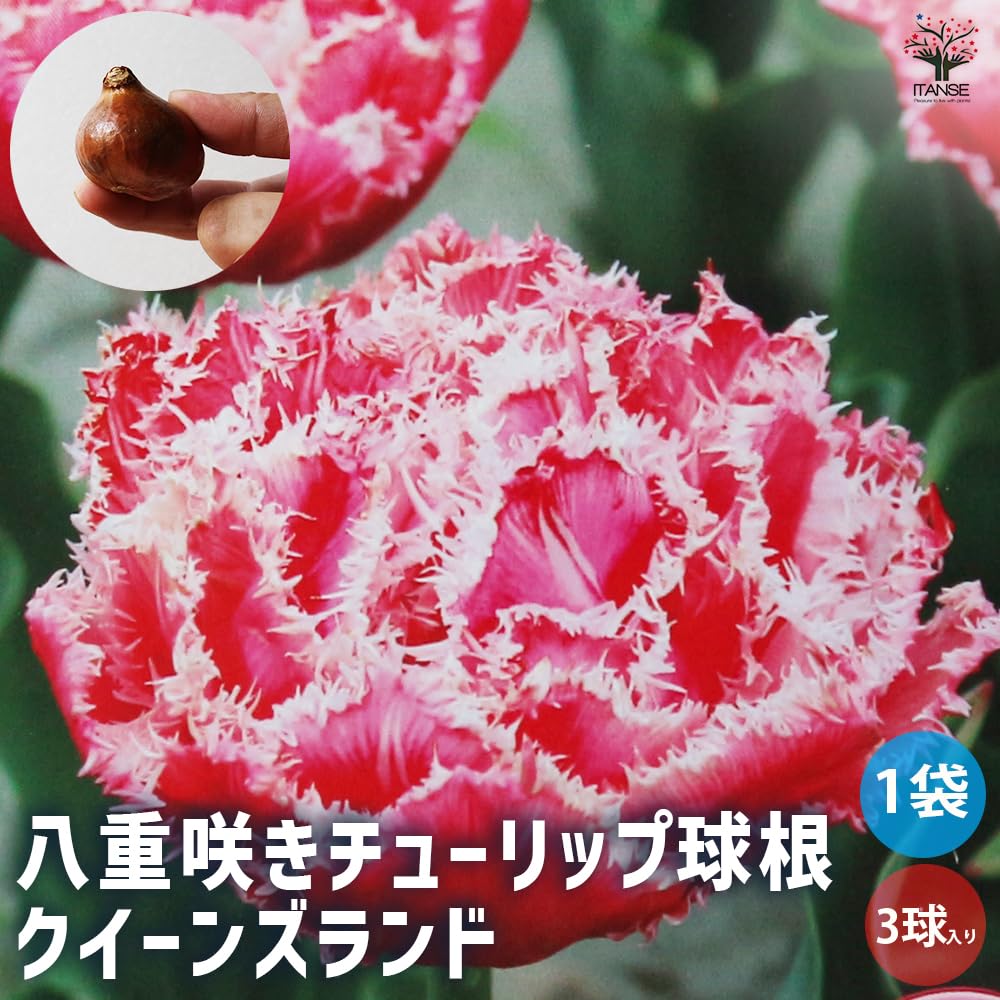Amazon.co.jp: ITANSE 花球根 八重咲きチューリップ クイーンズ