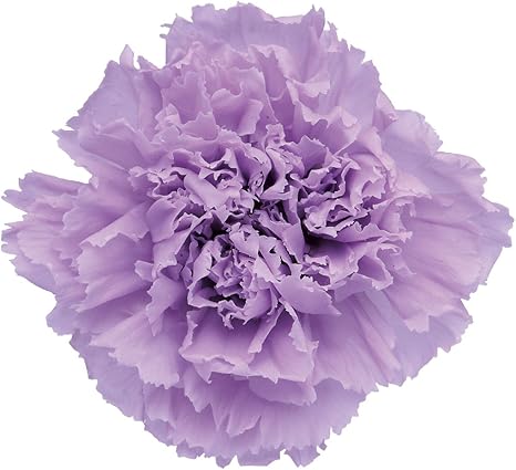 Amazon Co Jp フロールエバー プリザーブドフラワー スタンダードカーネーション ソフトライラック 約花径5 0 H6 0cm 6輪入 Fl 043 ホーム キッチン