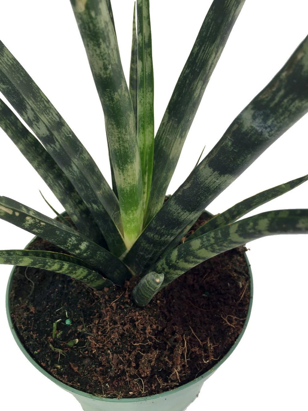 Fernwood Mikado Snake Plant - Sanseveria - Almost Impossible to Kill - 5" Pot