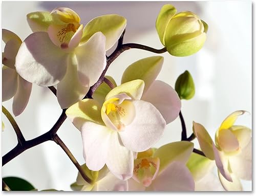 Miniatura 5 de Small World Greetings Tarjetas de notas de flores de orquídea, 24 unidades, interior en blanco con sobres blancos, tamaño A2 de 5.5 x 4.25 pulgadas,