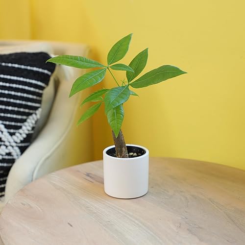 Miniatura 6 de Altman Plants, Planta de árbol de dinero vivo, árbol de dinero Pachira Aquatica, árbol de dinero Feng Shui, planta de pachira acuática, árbol de