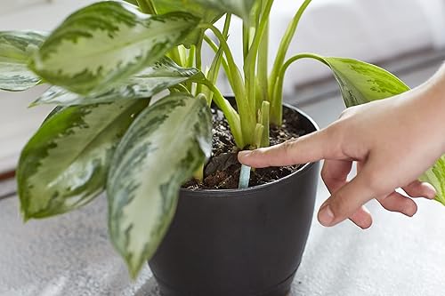 Miniatura 5 de Miracle-Gro Picos de alimento para plantas de interior, fertilizante para plantas, 1.1 onzas, 24 picos por paquete (paquete de 24)