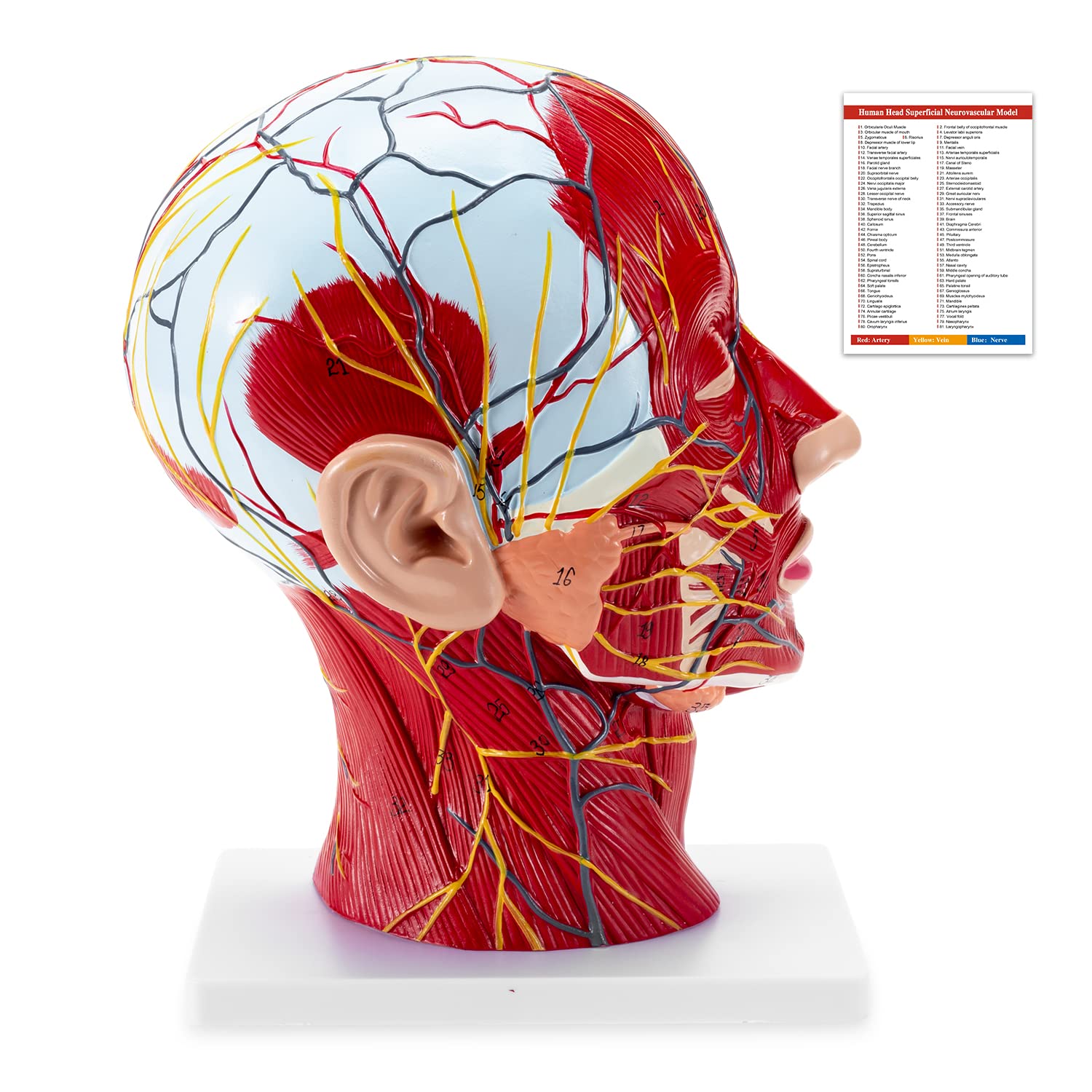Winyousk Life Size Half Head Model Superficial Neurovascular Musculature Model with Musculature, Human Anatomical Half Head and Face Anatomy Medical Brain Neck Median Section Study Model
