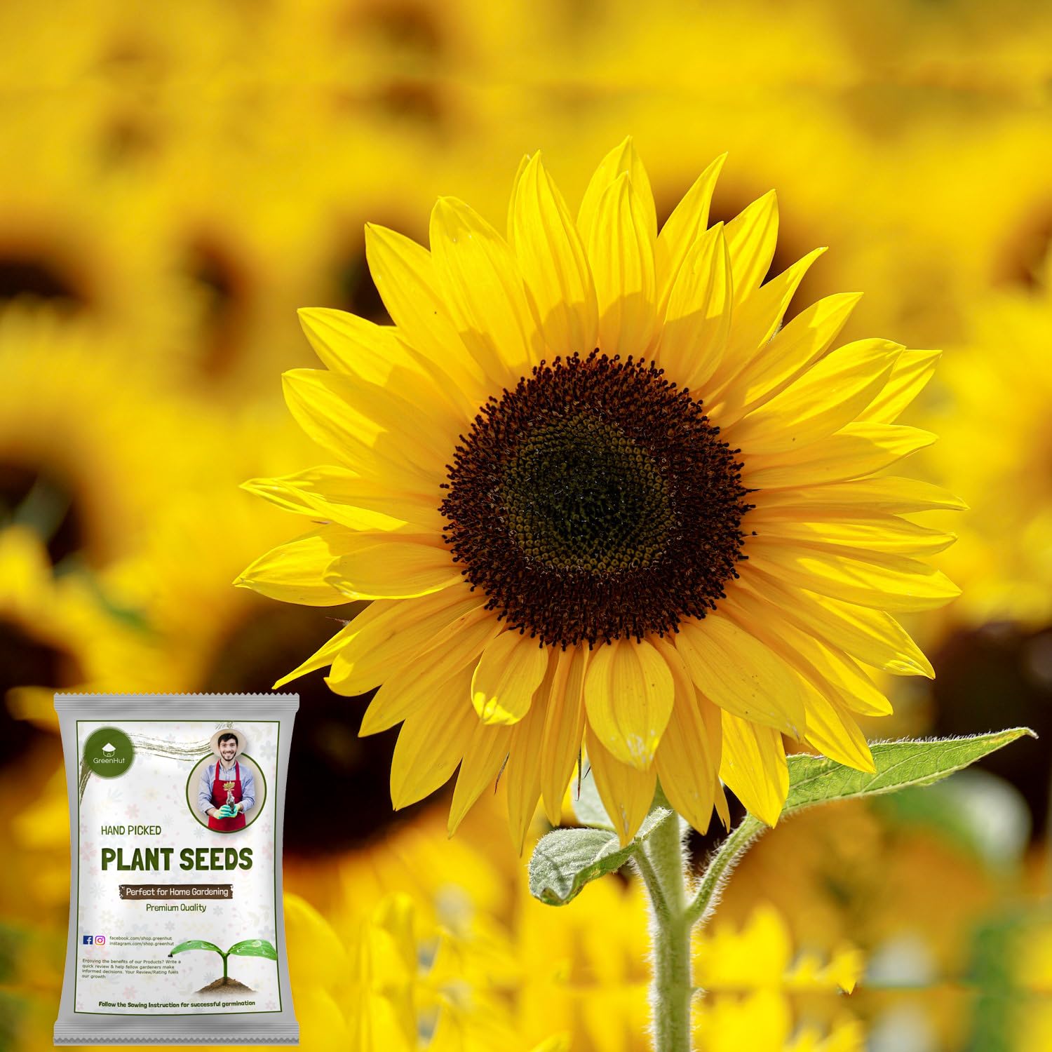 GreenHut Sunflower Seeds for Planting and Gardening (50 Seeds) - Best for Home Gardening (B0CZPK7DRK) Amazon Price History, Amazon Price Tracker
