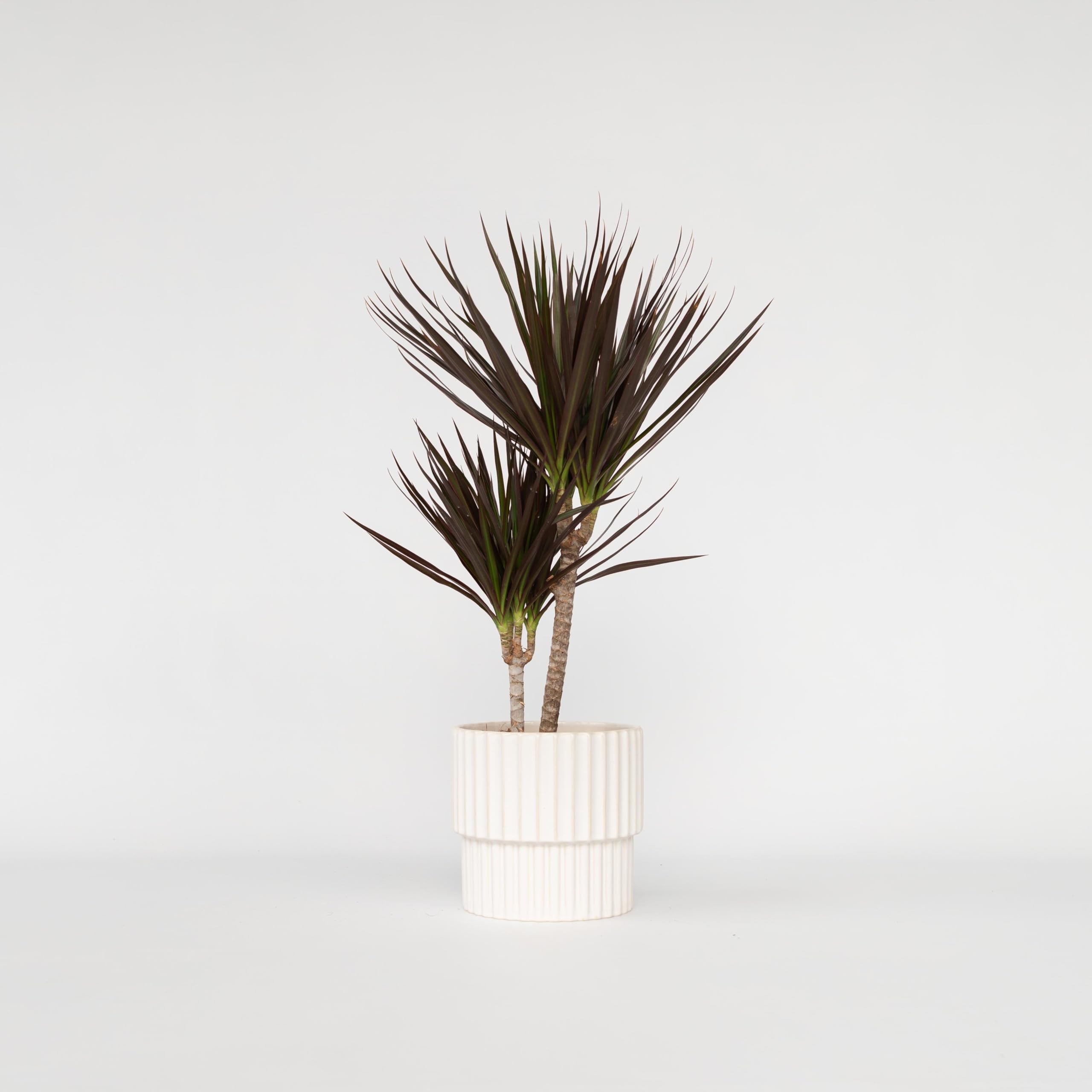 Plant in a Box - Dracaena Marginata Magenta - Drachenbaum - Zimmerpflanze -  Topf 17cm - Hhe 70-80cm : Amazon.de: Garten
