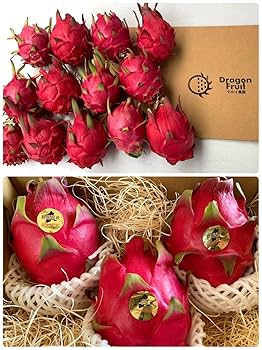 ※アイティー農園出品※ オレンジピタヤ１０株セット アイティー農園出品※ オレンジピタヤ10株セット アイティー