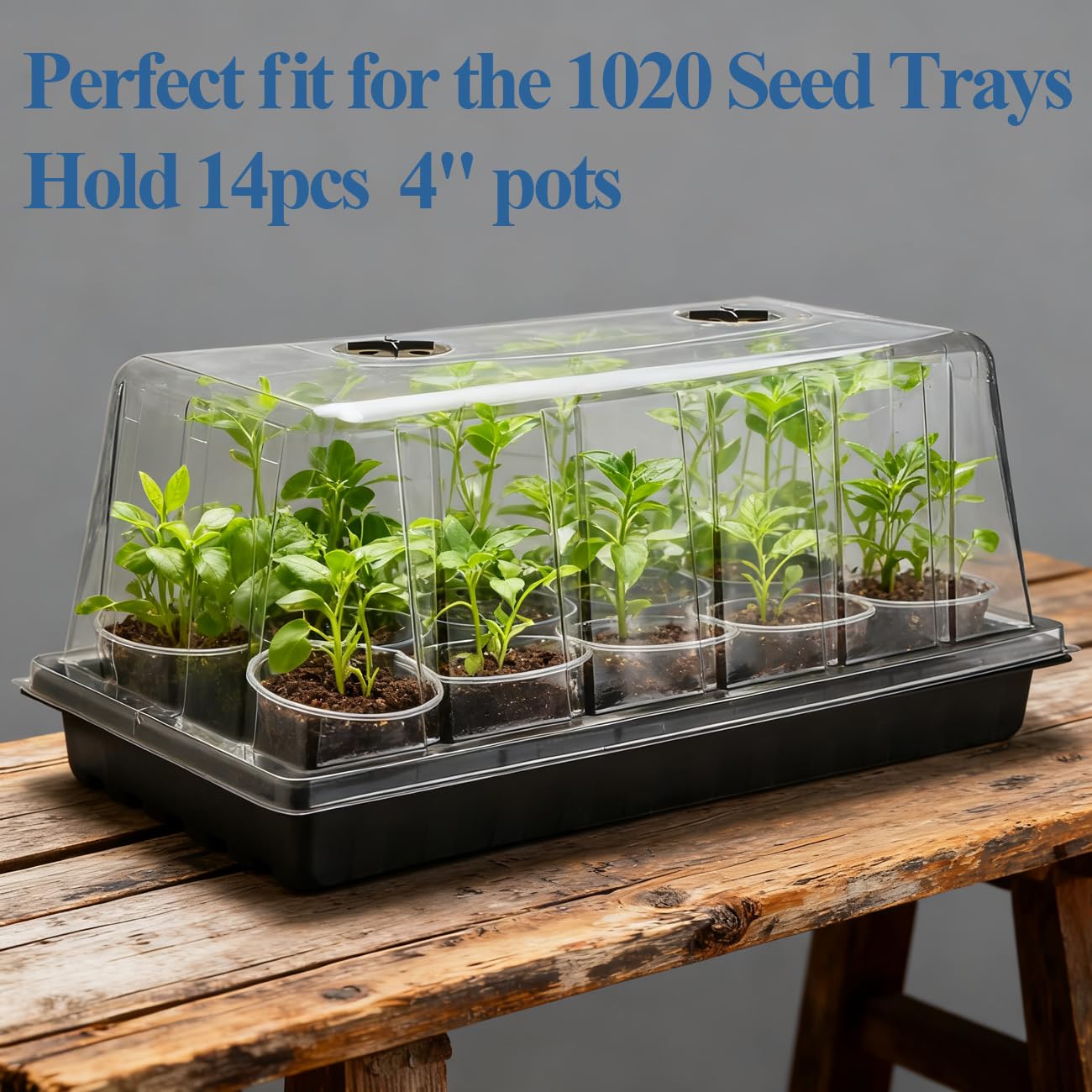 1020 Pflanzschale mit hoher 18,5 cm Kuppel, 5er-Pack, extra große Samen-Starterschale mit Feuchtigkeitskuppeln, robuste 1020 Tabletts und Wohnungen mit Deckel, Samenkeimung, Mini-Gewächshaus, kein