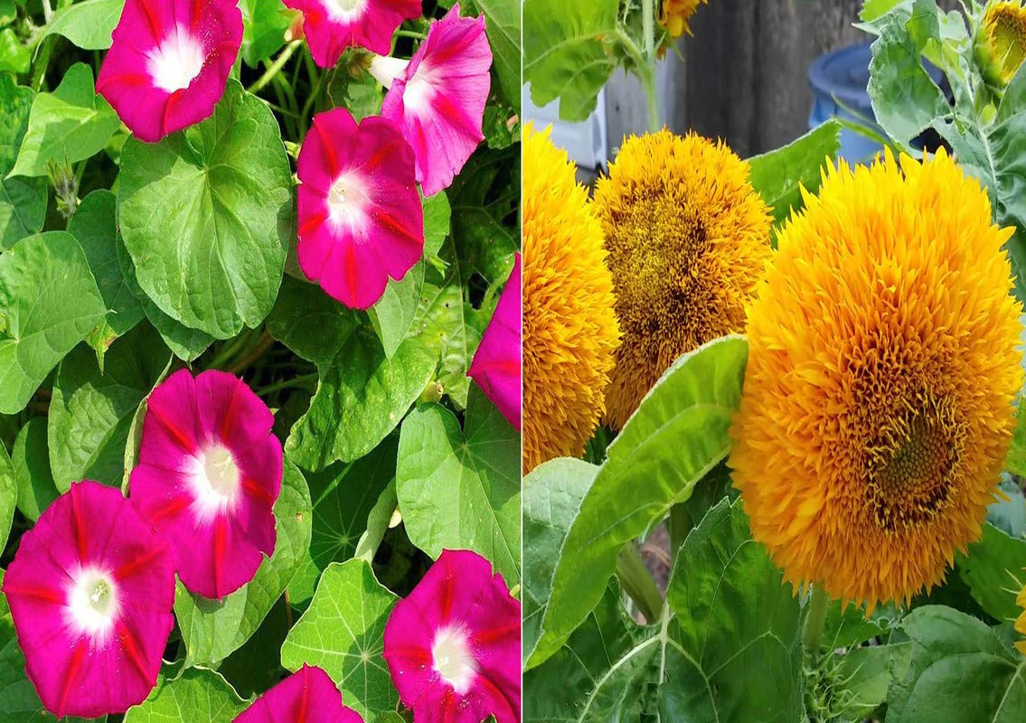 Antier Ipomea Scarlet O'Hara and Sunflower Sungold Seed (Pack of 25 Seed * 2 Per Packet) Antier Ipomea Scarlet O'Hara 25 Seeds + 25 Seed Sunflower Sungold Seed-image-42