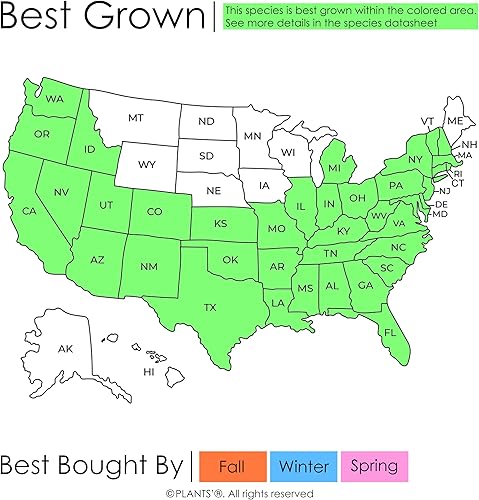 Miniatura 2 de Asian Pear Tree  Semillas Premium  Pyrus pyrifolia 'Fruit'  Plants' (Premium Seeds, 5)