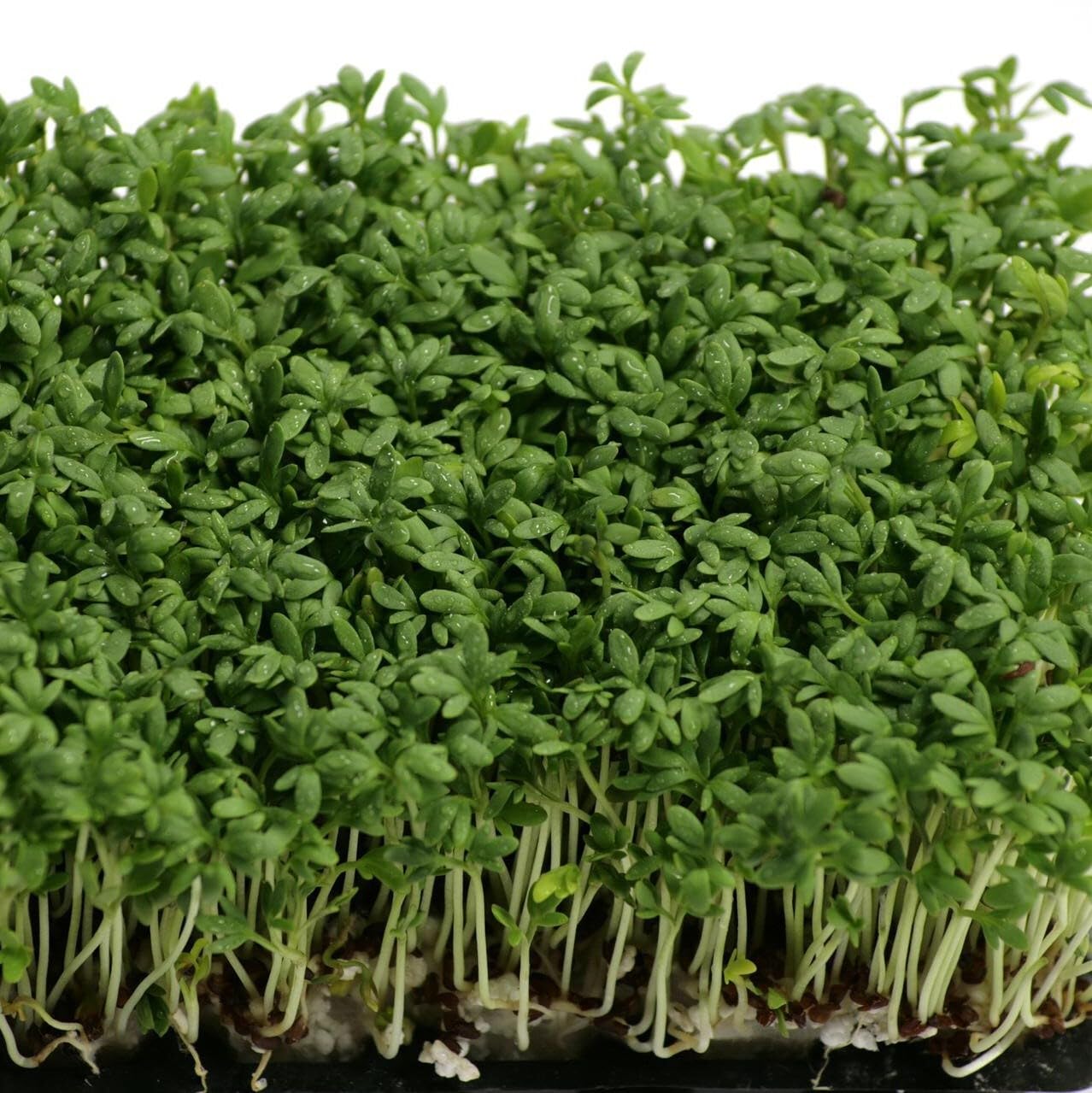 Organiczna rzeżucha (Lepidium sativum) - ok. 2000 nasion
