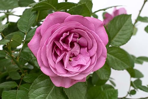 Miniatura 5 de Plum Perfect Rose Bush, Reblooming Tolera el alto calor y la humedad  Flores moradas dobles fragantes, raíz propia de 1.5 galones planta viva en