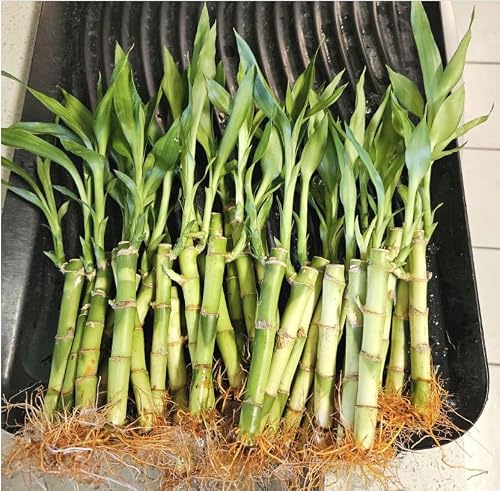 Growing Gift Lucky Bamboo Plants, 5x4 and 2x6, 7 Plants