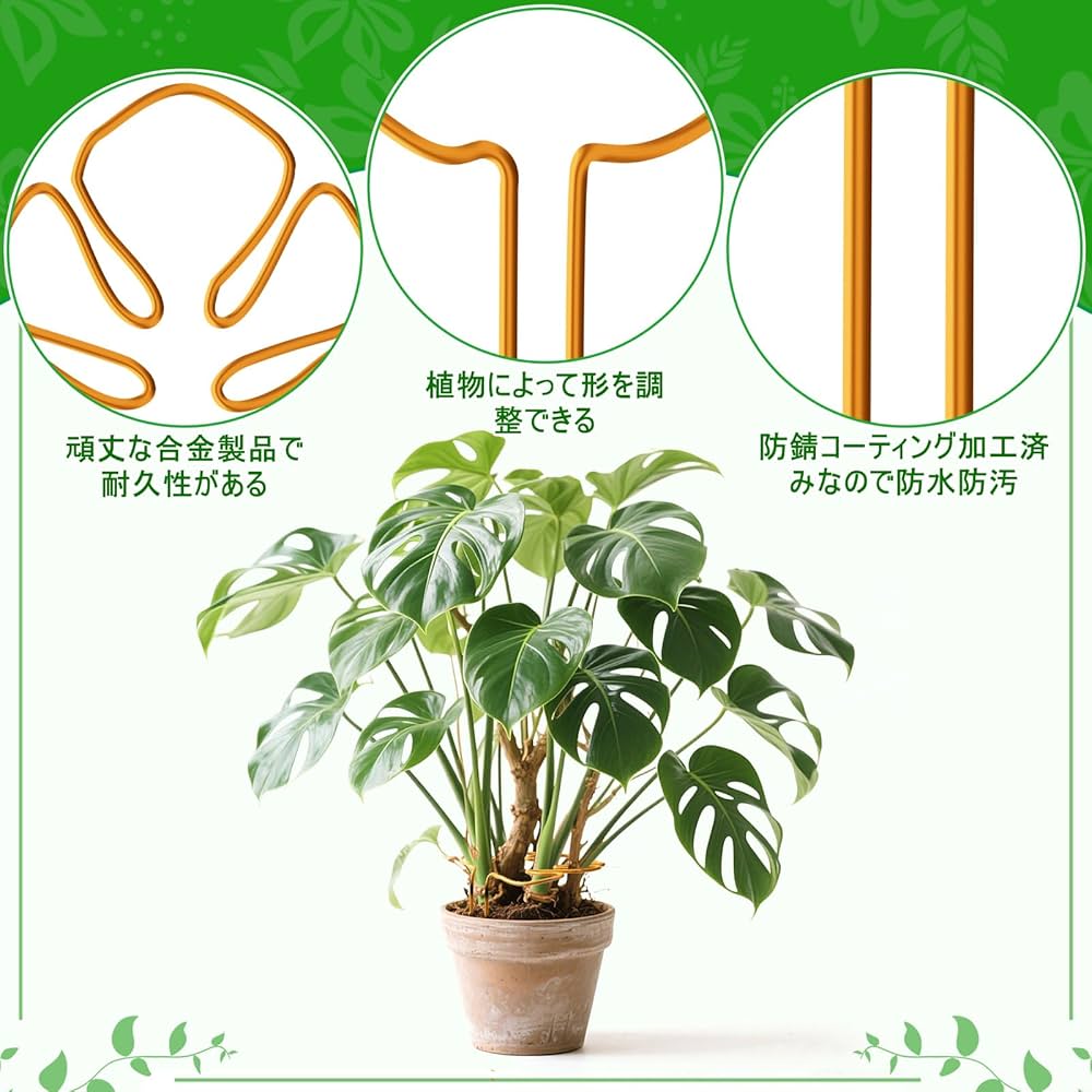 モンステラ　専用 Amazon | Neiang モンステラ 支柱 1本 観葉植物 支柱 モンステ 植物