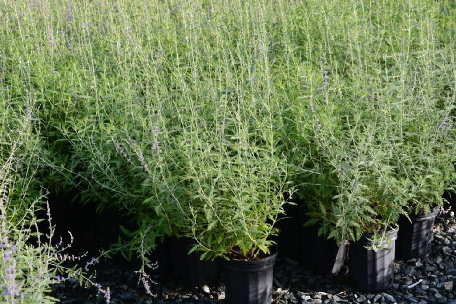 Perennial Farm Marketplace Perovskia atriplicifolia (Russian Sage) Live Perennial, Size-Quart, Summer Blooming Blue-Violet Spikes, Heat Tolerant, Aromatic Stems, Zones 5-9