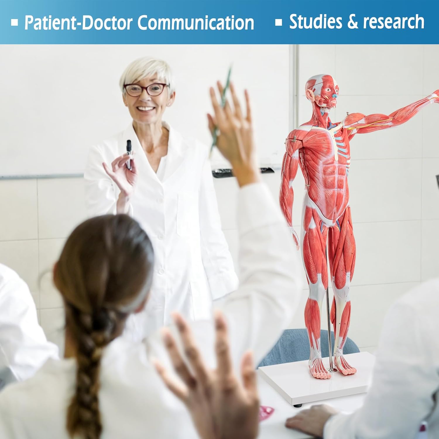 Half Life Size Human Muscular System Model with Removable Organ, 27 Pcs Human Muscular Figure Body Anatomy Model for Medical Physiology Study Teaching Includes Poster