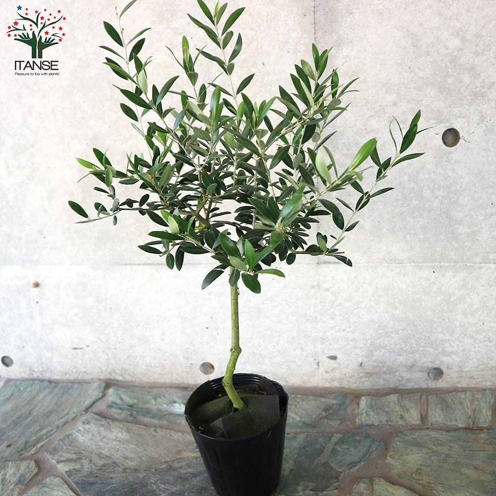 Amazon.co.jp: オリーブの苗木 品種：アルベキナ 5号ポット苗