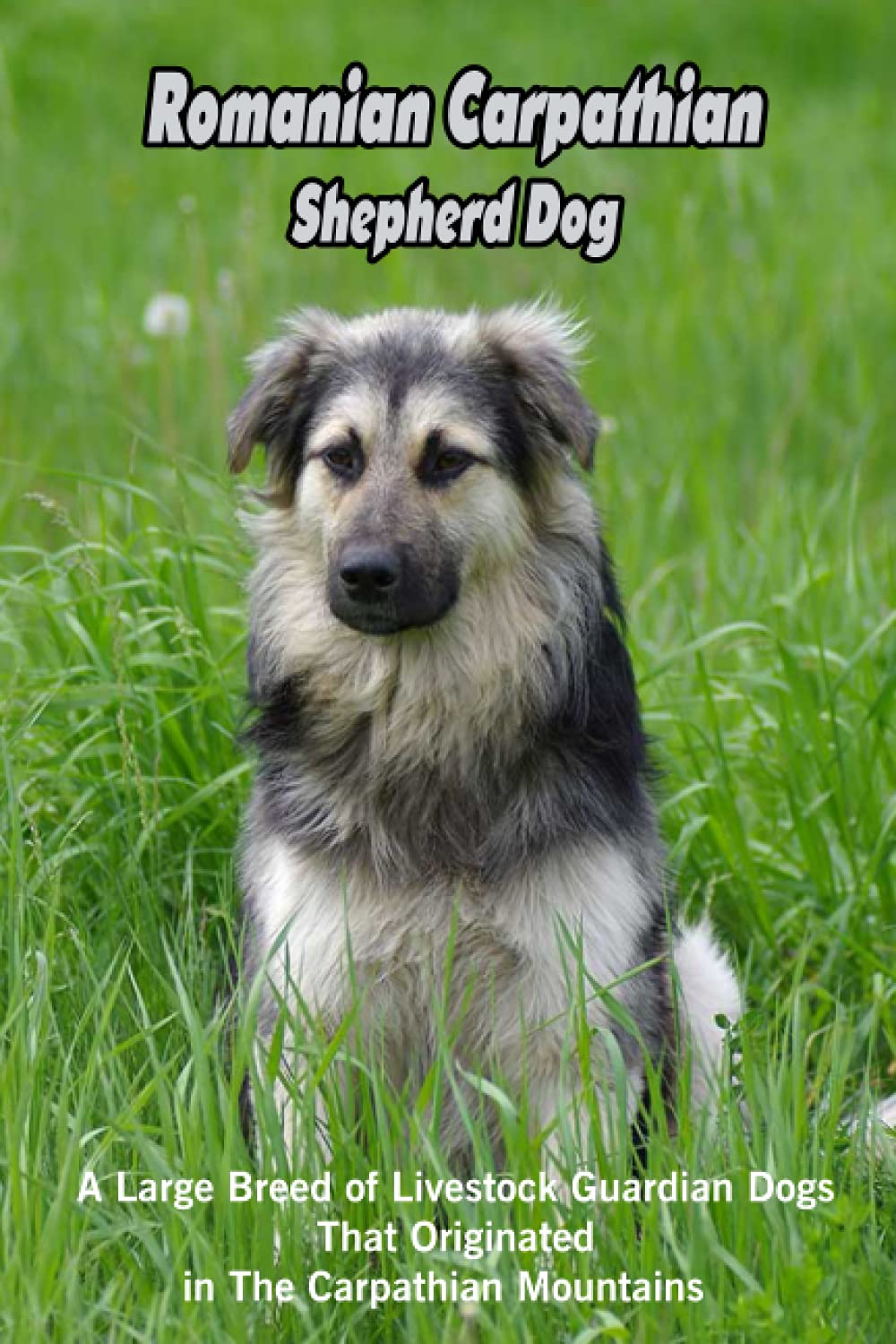 Romanian Carpathian Shepherd Dog: A Large Breed of Livestock Guardian Dogs That Originated in The Carpathian Mountains: What You Should Know About Romanian Carpathian Shepherd?