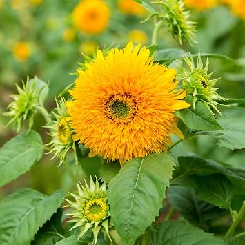 Eden Brothers Sunflower Seeds - Tall Teddy Bear