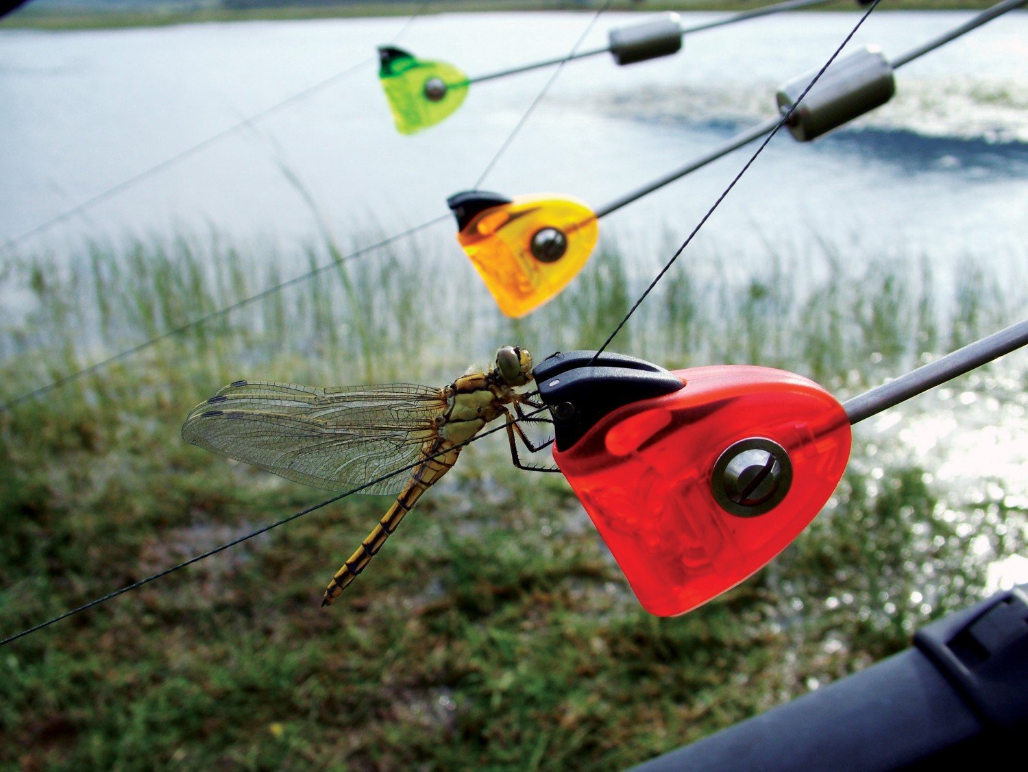 Fox MK2 Illuminated Swinger - 4 Rod Set (R,O,G, B)
