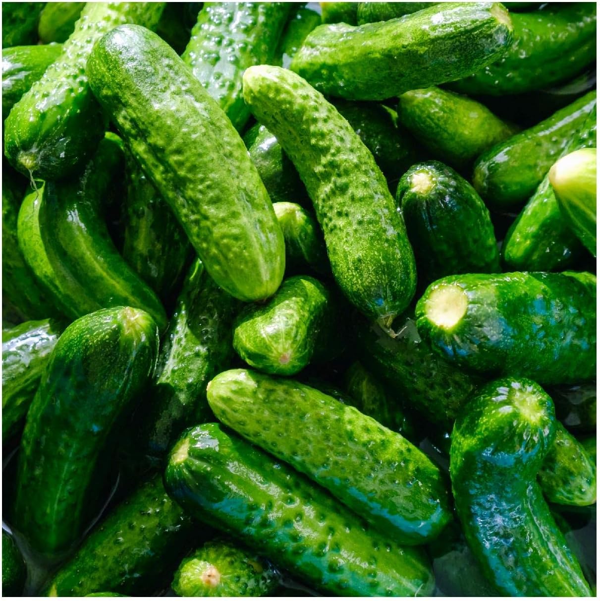 Everwilde Farms - 1 Lb Pioneer Hybrid Cucumber Seeds - Gold Vault