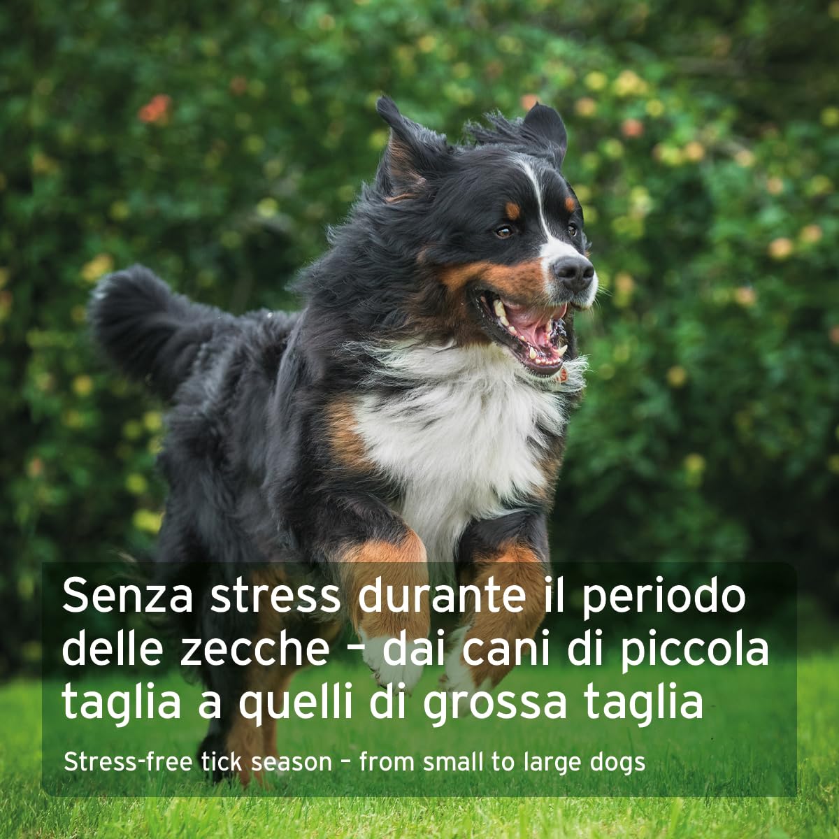 AniForte protezione zecche per cani 35-50 kg, 60 capsule – scudo naturale contro zecche e parassiti, protezione antiparassitaria, antiparassitario e repellente zecche
