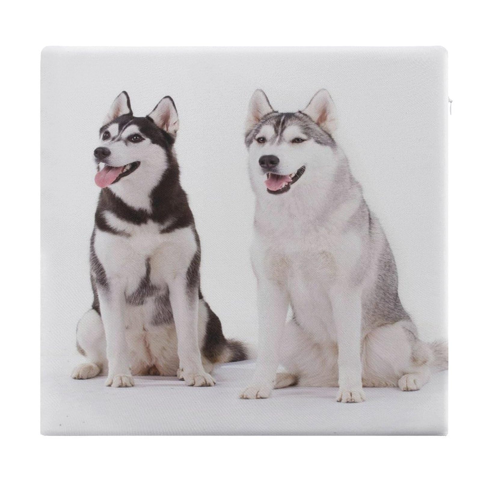 Cojín cuadrado Husky Dogs para sillas de oficina y salones confortables 1