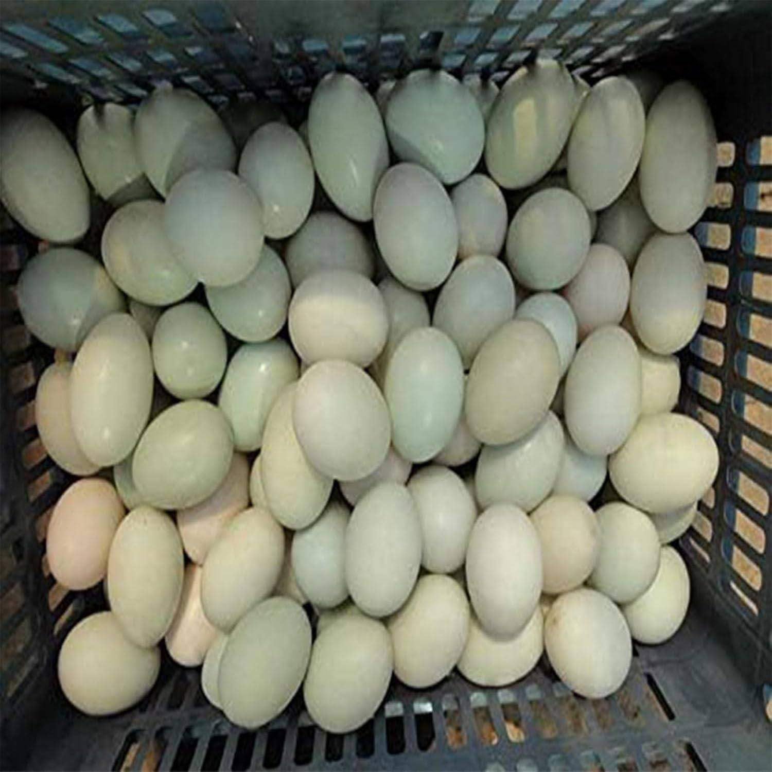 Eierwaschmaschine,Poultry Egg Washing Machine,Automatic Egg Washing Machine,2300 Stück/H Eierreiniger Waschmaschine Hühner Enten-Gänseei,Für Zuchtbetriebe Und Bauernhöfe