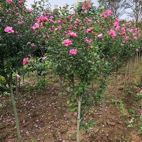 Pink Hibiscus Rose Of Sharon Syriacus - Shrub Althea Flower - Height 12 Inch For Yards And Garden Decoration #TOP5