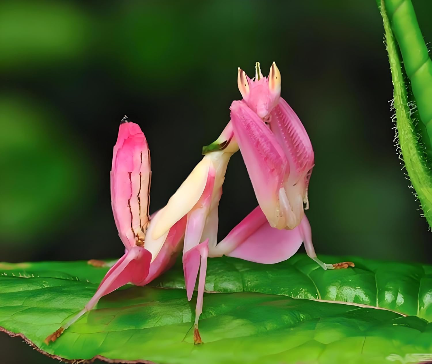Orchid Mantis Eggs with a Free Observation Hatching Pack (1 Eggshell) – Equipped with a Transparent Window Pocket to Observe The Hatching Process, Each Ootheca can Produce up to 200 Baby mantises
