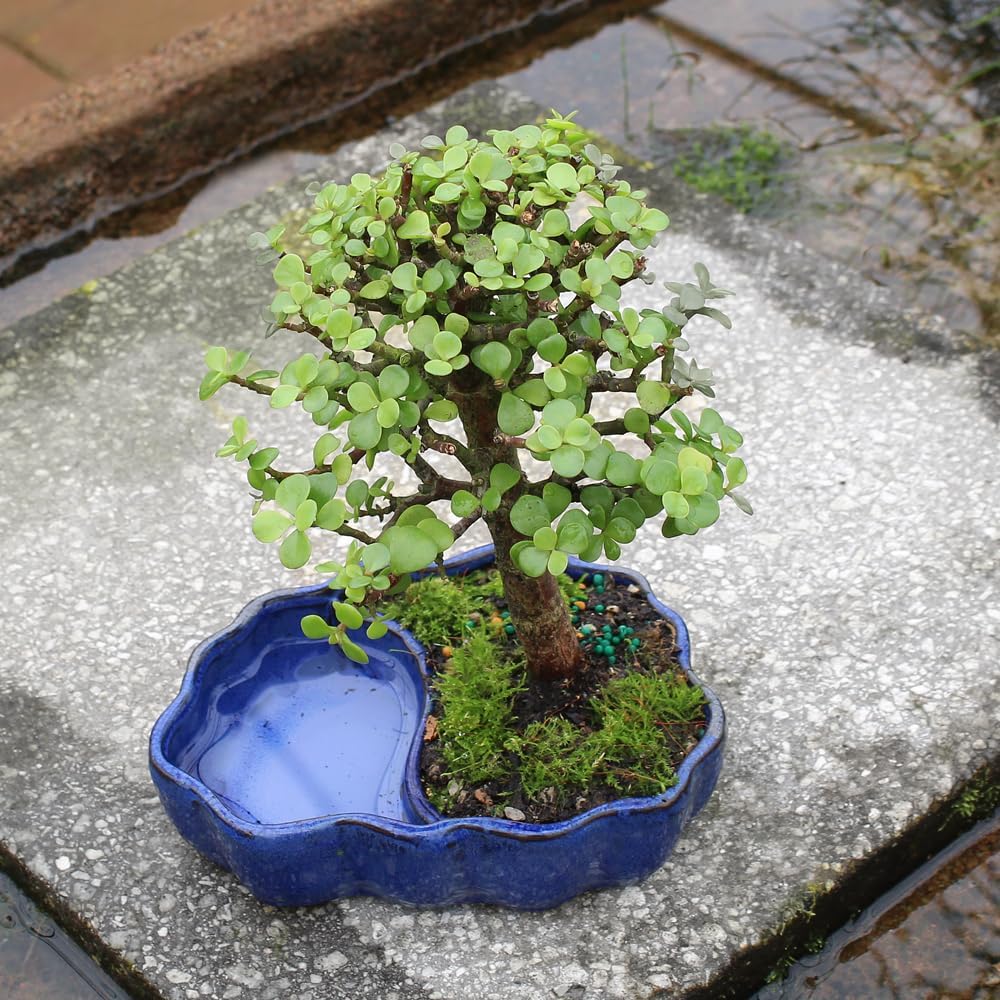 Brussel's Bonsai - Live Dwarf Jade Bonsai Tree in a Zen Ceramic Bonsai Pot, Indoor Succulent Houseplant, 3 Years Old, 5-8 Inches Tall, Easy Care Plant for Home or Office (Small, Green)