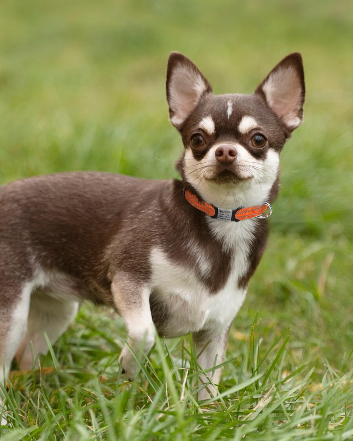 TagME Collare per Cani in Nylon Riflettente, Fibbia Staccabile Durevole, Collari Di Sicurezza Regolabili per Cuccioli, Arancia, Larghezza 1.0 cm