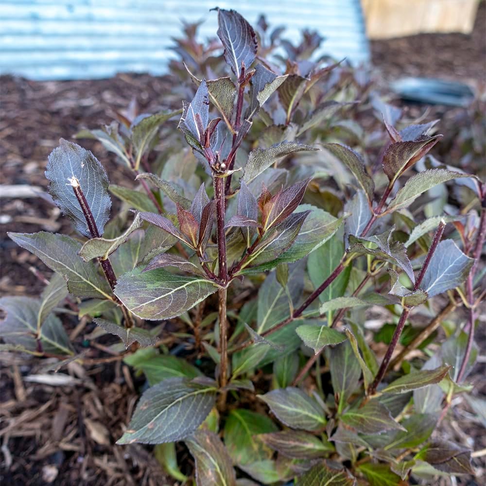 Direct Gardening Java Red Weigela Starter Hedge Kit Dormant Bare Root Flowering Starter Shrubs 3 Pk