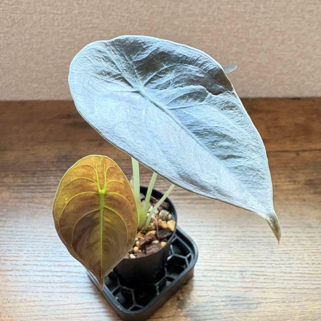 Amazon｜アロカシア クプレア レッドシークレット｜観葉植物