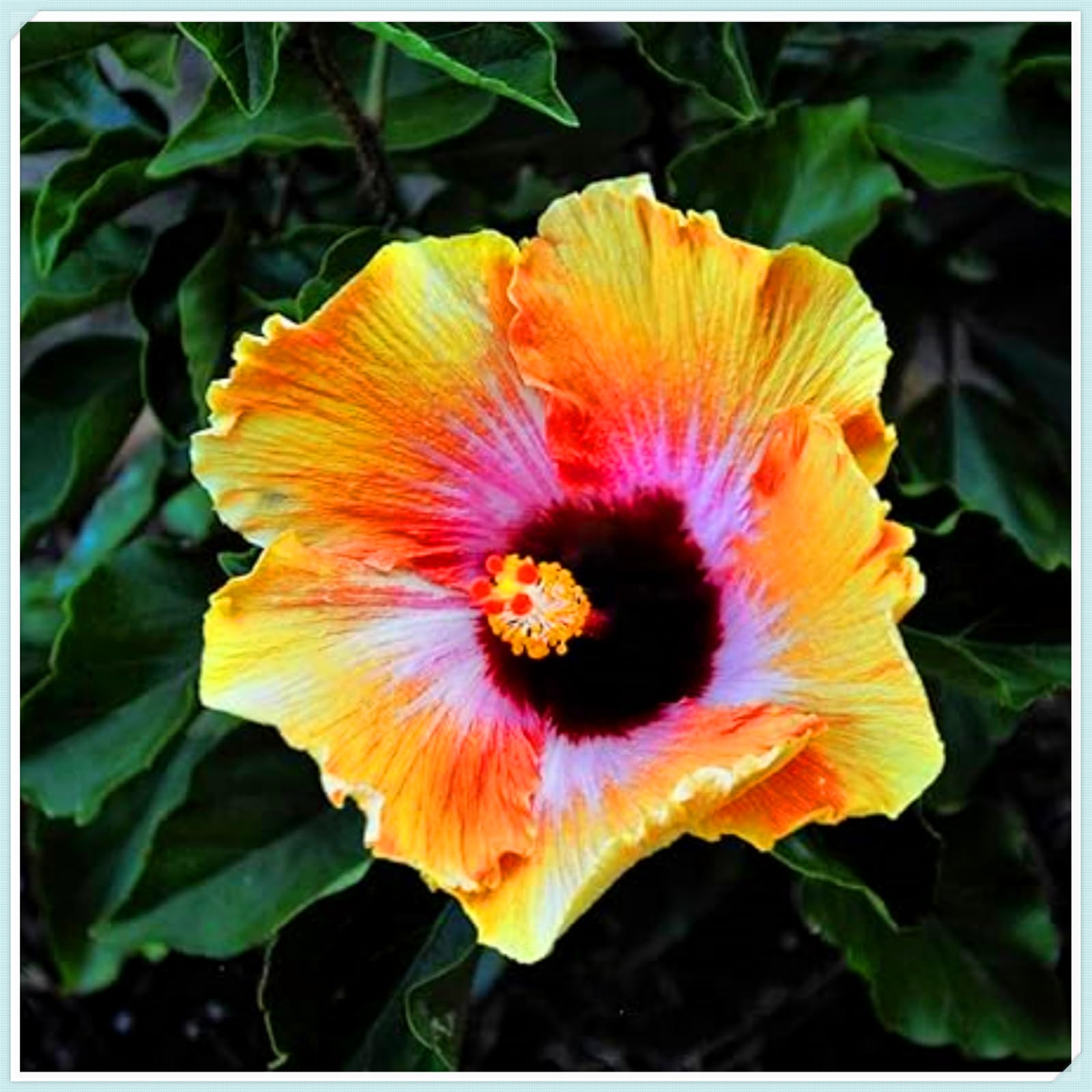 Perennial Hibiscus Bulbs, Hardy, Professional for Beautiful Garden Displays-5 Bulbs-F