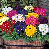 primulaceae Sie wächst am besten in feuchtem, aber gut durchlässigem Boden.