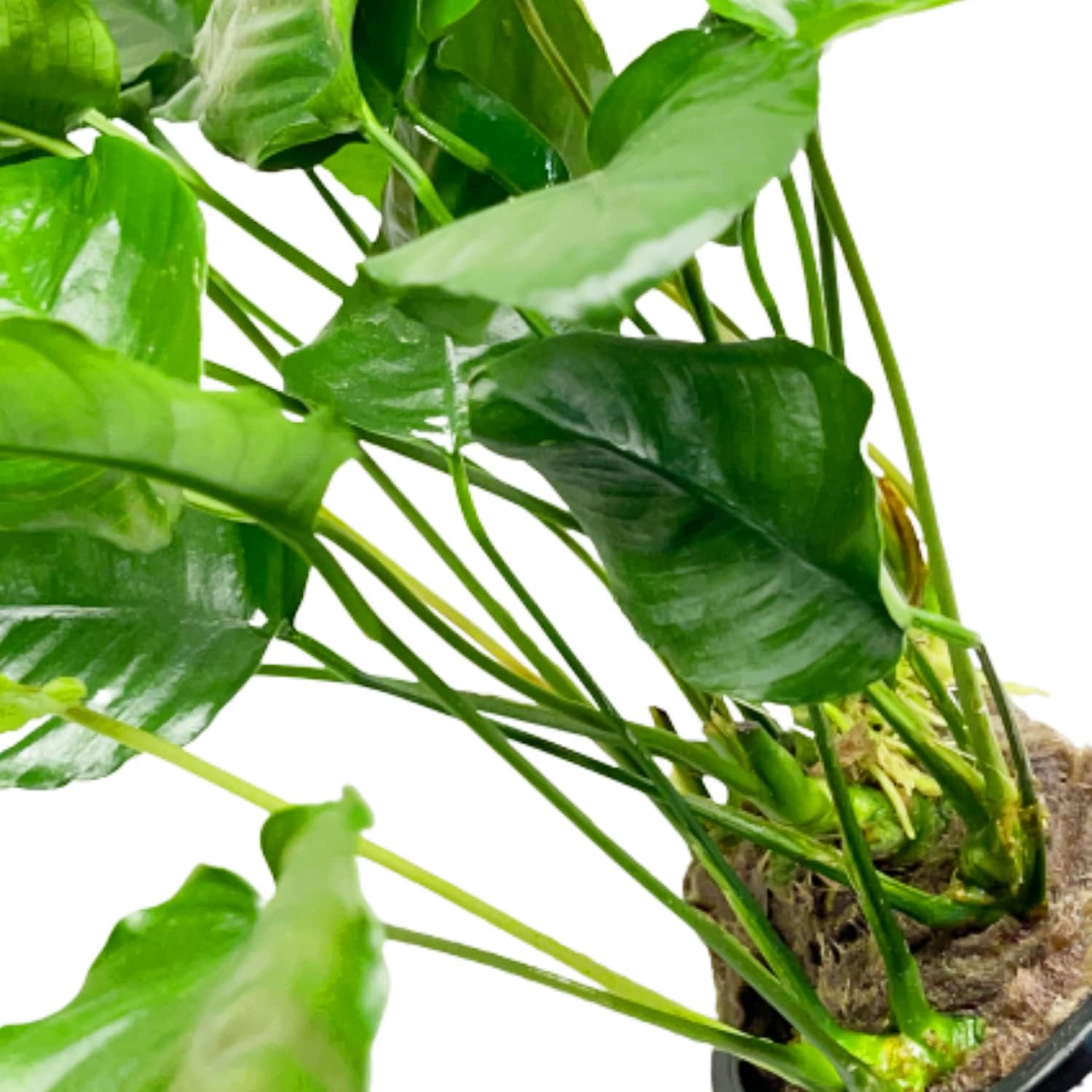 Anubias Barteri Striped Mother Potted XXL Live Aquarium Plant Tropical Freshwater Decorations