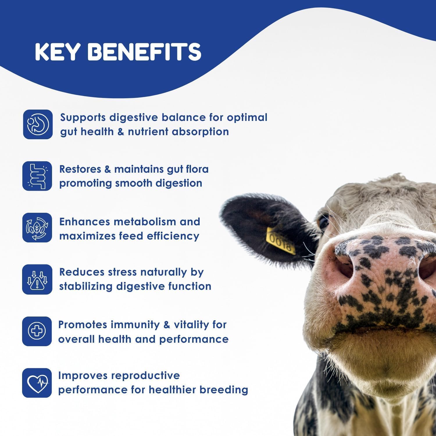 Ruminant Probiotic Paste for Cattle & Goats | Prebiotic + Probiotic | 6 Strains, 8B CFU | Digestive, Rumen & Immune Support - Pack of 2-80G Each