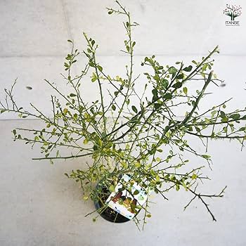 FPフィンガーライム パープルブリス 接木大株 実付き 6号鉢物全長70cm FPフィンガーライム パープルブリス 接木大株 実付き 6号鉢物