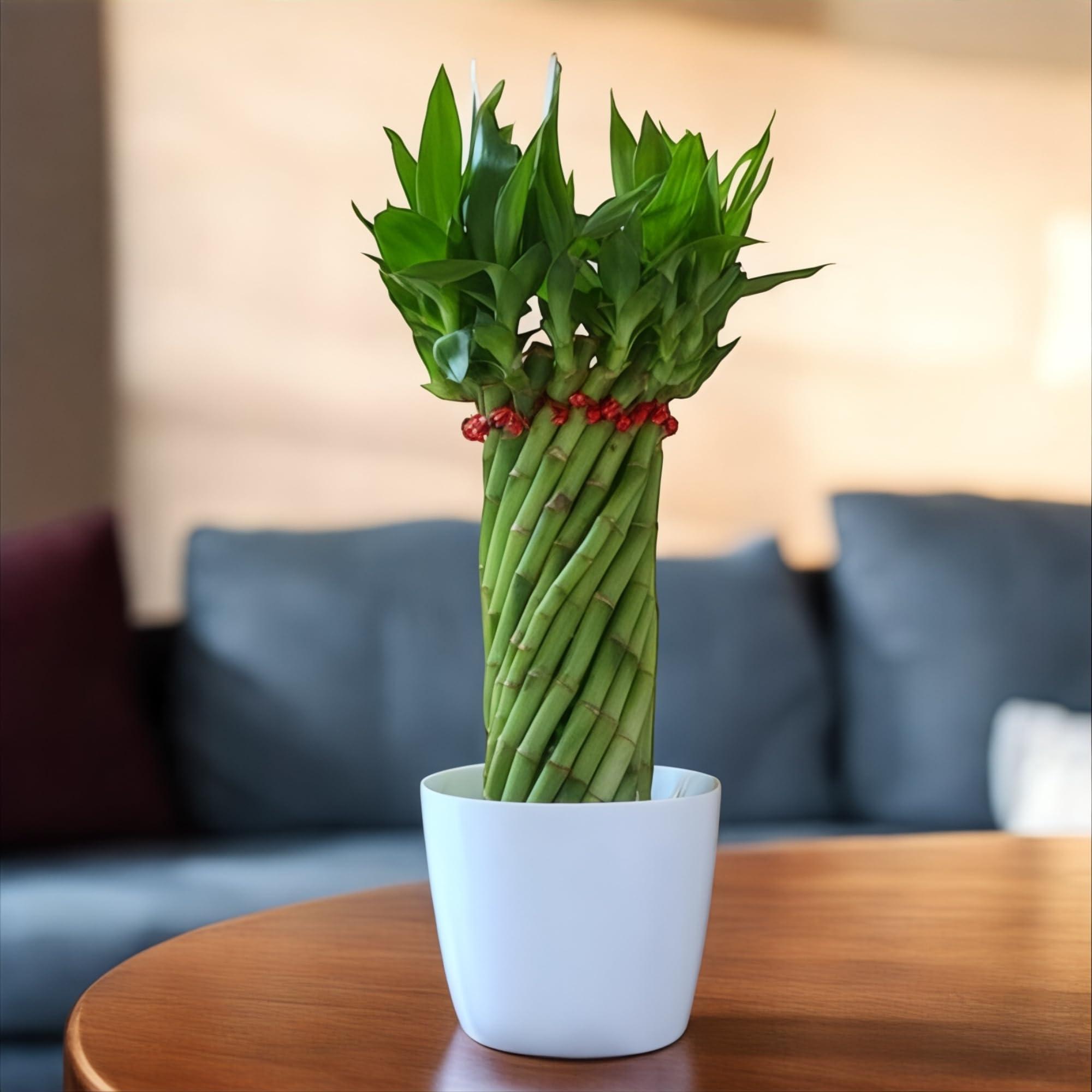 Amulya FARMS & NURSERY Bamboo Wheel in White Pot | Bamboo Plants for Home decoration | Indoor plants for Living Room, Home, Office, Table Top | Feng Shui Plant with Pots | Bamboo Plant height of 45cm