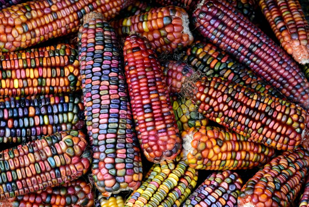David's Garden Seeds Corn Dent Ornamental Indian 100 Non-GMO, Heirloom Seeds v