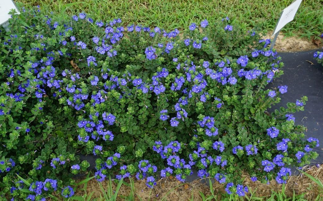 Beach Bum Blue I 1 Large Trade Gallon Size Plant I Evolvulus Glomeratus I Live Low-Maintenance, Drought-Resistant, Ideal for Coastal Gardens
